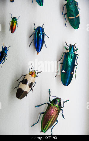 Insekten Käfer Anzeige Stockfoto