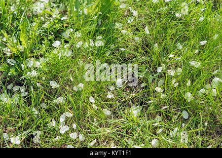 Grünes Gras und gefallenen Blütenblätter von Kirschblüten, Kirschbaum. Selektive konzentrieren. Konzept der Frühling, Jahreszeiten, Zeit, Ökologie. Natürliche Hintergrund Stockfoto