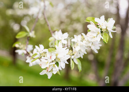 Blumen von Sakura Blumen, Kirsche, Apfelblüte, sonnigen Tag, close-up. Natürliche Frühling Hintergrund Stockfoto