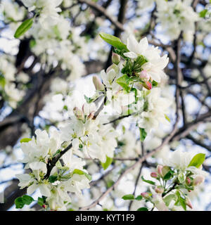 Blumen von Sakura Blumen, Kirsche, Apfelblüte, sonnigen Tag, blauer Himmel. Natürliche Frühling Hintergrund Stockfoto