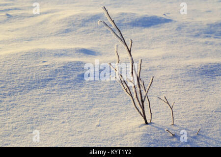 Niederlassungen in Raureif stossen aus dem Schnee bedeckt. Stockfoto