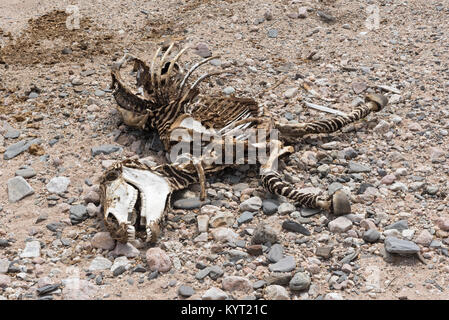 Skelett eines Zebras in einem trockenen Flussbett in Namibia Stockfoto