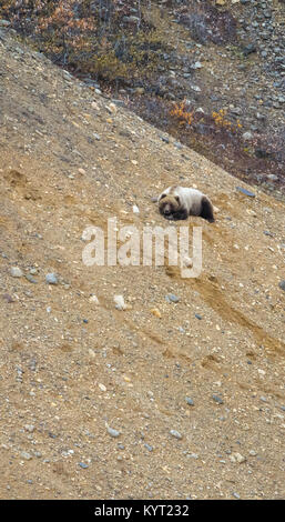 Ein blond gefärbt Braunbär ruht auf einer Schotterpiste in Denali National Park. Stockfoto