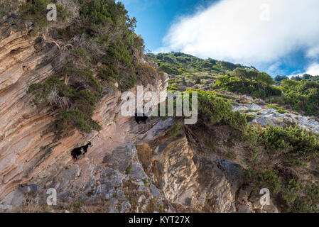 Ziegen, die auf dem Felsen. Insel Kefalonia. Griechenland. Europa. Stockfoto