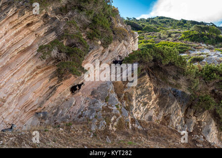 Ziegen, die auf dem Felsen. Insel Kefalonia. Griechenland. Europa. Stockfoto