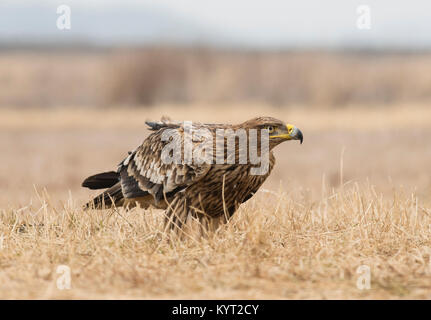 Östliche Kaiseradler (Aquila heliakischer) in Osteuropa auf Steppe Lebensraum Fütterung auf toten Fuchs. Stockfoto