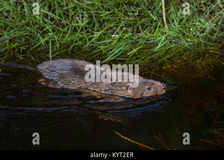 European Water Vole Arvicola amphibius Schwimmen in einem Strom in der Pennines im Norden von England UK. Stockfoto