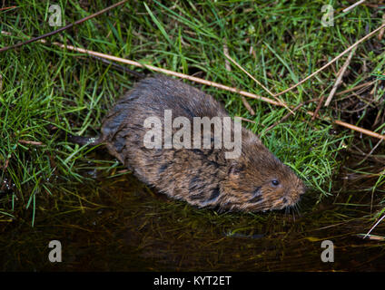 European Water Vole (Arvicola amphibius) schwimmt in einem Fluss in den Pennines in Nordengland Großbritannien. Stockfoto