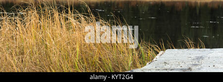 Hohe Gräser winken in einem leichten Wind am Rand ist ein Teich mit einer Planke, die zum Wasser. Stockfoto