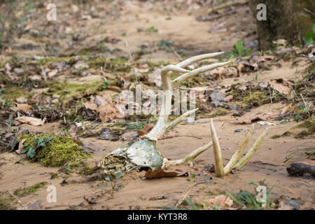 Der Weißschwanz-Buck-Schädel liegt am Rand der Bäche, wobei Geweihe aus dem Sand herausragen Stockfoto