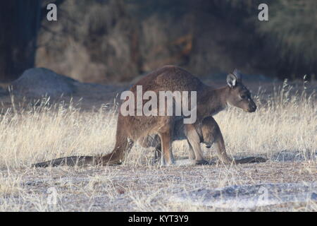 Mutter und Joey wilde Kängurus auf Kangaroo Island Stockfoto