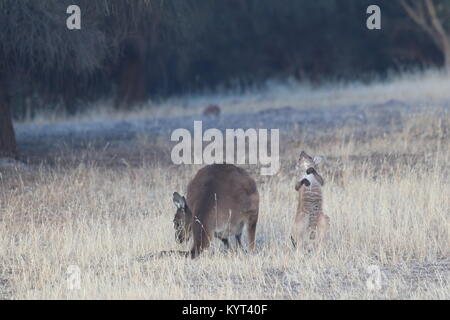 Mutter und Joey Känguruhs auf Kangaroo Island Stockfoto