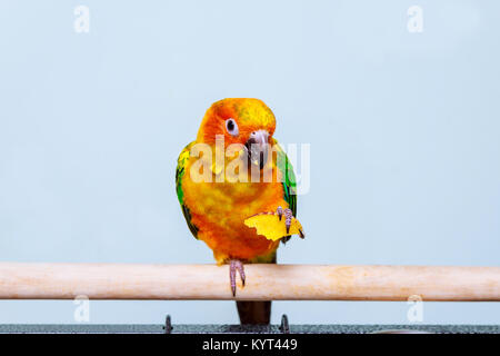 Sun sittich Papagei Essen mit Natur Hintergrund Sun sittiche Vogel und Cracker Stockfoto