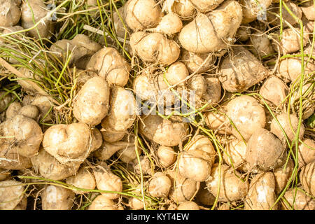 Nahaufnahme der süssen Rübe, jicama Stockfoto