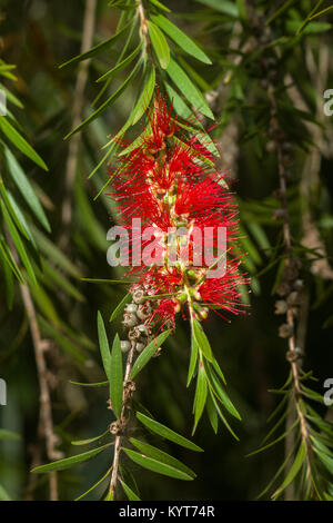 Callistemon viminalis oder Weinen bottlebrush Baum mit roten Blüten und Blätter, Kenia, Ostafrika Stockfoto