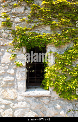 Ein schmales Fenster mit einem Gitter auf einem alten Gebäude in einer Wand der wild lebenden Steinen ist mit Zweigen von jungen Trauben mit grünen Blättern in Nizza Frankreich abgedeckt Stockfoto