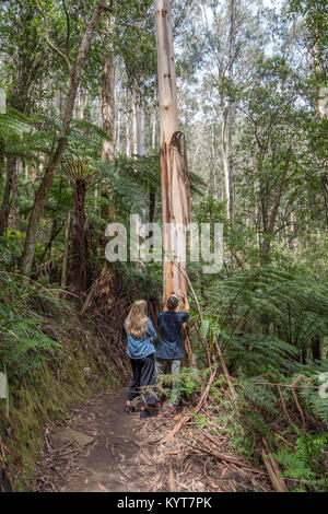 KC und CB Initialen carved in leichte Bräunung, überdachte Rinde des Baumes in einem Herzen sap. Stockfoto