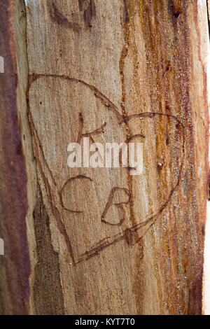 KC und CB Initialen carved in leichte Bräunung, überdachte Rinde des Baumes in einem Herzen sap. Stockfoto