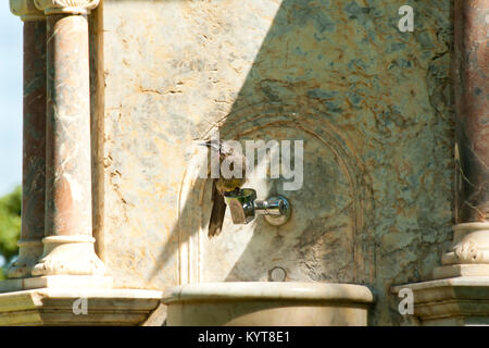 Wattle Vogel im Kings Park, Perth - Australien Stockfoto