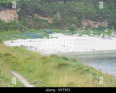 Pelistry Bay Beach, St. Mary's, Isles of Scilly, Cornwall, England, Großbritannien im Juni Stockfoto