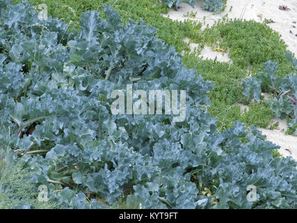 Wilden Meer Kohl oder Sea Kale (Crambe maritima) wächst an einem Strand im Juni, Großbritannien Stockfoto