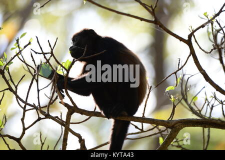 Affe aus der Nähe costa rica Stockfoto