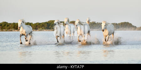 Herde von weissen Pferden durch Wasser im Abendlicht. Parc Regional de Camargue - Provence, Frankreich Stockfoto