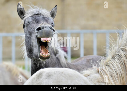 Lustige Porträt einer Laughing Horse. Camargue Pferd gähnen, wie er lachend. Stockfoto