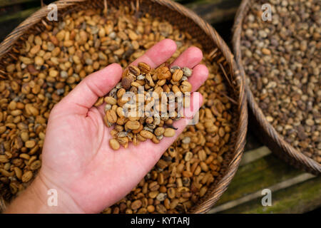 Hintergrund der Kaffee luwak Bohnen Stockfoto