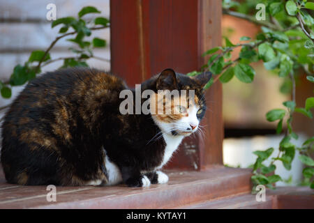 3-farbige Katze liegt auf einer Veranda Stockfoto