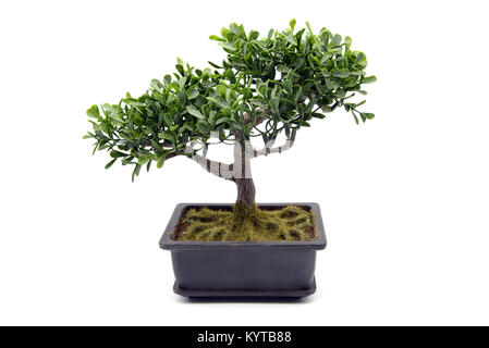 Kübelpflanzen Bonsai Baum am weißen Hintergrund isoliert. aus Kunststoff. Stockfoto