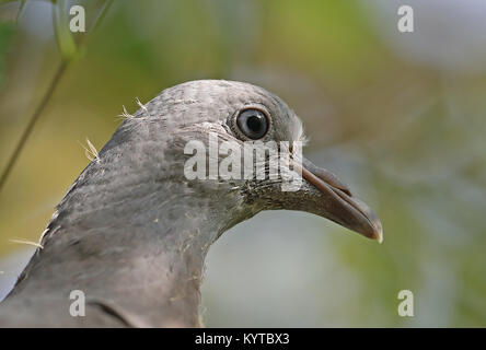 Gemeinsame Woodpigeon (Columba palumbus palumbus) schließen, bis der Junge im Baum Eccles-on-Sea, Norfolk, England, UK Oktober Stockfoto