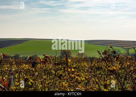 Weinberg und Feld unter bewölktem Himmel im Herbst oder Frühling in der Tschechischen Republik, in der Region Südmähren - Palava Stockfoto