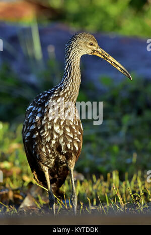 Die limpkin (Aramus guarauna), Portrait im Sonnenaufgang. Kuba Stockfoto