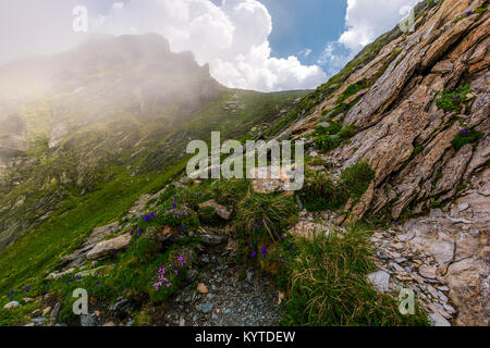 Blumen und Gras auf felsigen Klippen im Nebel. schöne Natur Landschaft in Fagarasan Berge an einem bewölkten Sommertag Stockfoto