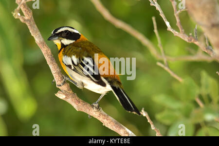 Western Spindalis, Spindalis Zena, thront auf Zweig. Stripe - vorangegangen Tanager. Kuba Stockfoto