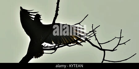 Silhouettes of the Turkey Vulture (Cathartes aura) perched on a tree, against the sky Stockfoto