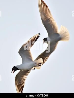 Lachmöwe (Larus ridibundus) im flght auf dem Himmel Hintergrund Stockfoto