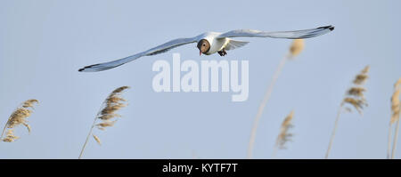 Lachmöwe (Larus ridibundus) im Flug auf dem Himmel Hintergrund. Vorne Stockfoto