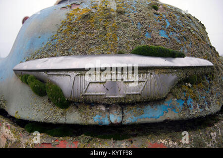 Einen alten Chevy truck sitzt so lange, dass Moss auf das Logo auf der Vorderseite Grill gewachsen ist. Stockfoto