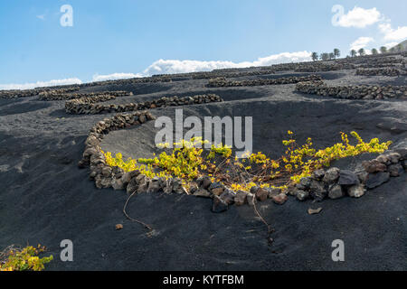 Lanzarote Weinberge bauen auf Lava, La Geria Wein Region, malvasia Rebsorten im Winter Stockfoto