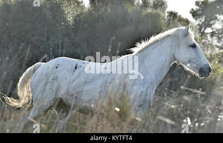 Portrait der weissen Pferden im Parc Regional de Camargue Stockfoto