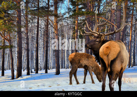 Erwachsene und einen kleinen Hirsche im Winter Wald an einem sonnigen Tag Stockfoto