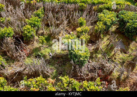 Box blight in der Box Hedging, das in der ummauerten Garten in Edzell Castle in der Nähe von Yeovil, Angus, Schottland Stockfoto