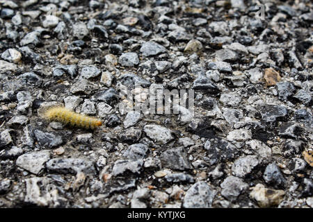 Caterpillar auf Asphalt Stockfoto