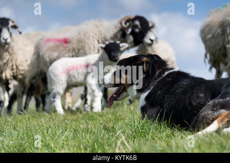 Border Collie Schäferhund mit swaledale Schafe und Lämmer in der lambing Felder, Cumbria. Stockfoto