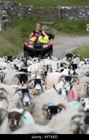 Hirtin auf quad bike Verschieben einer Herde von Schafen in einem schmalen ländlichen Lane, North Yorkshire, UK. Stockfoto