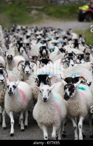 Hirtin auf quad bike Verschieben einer Herde von Schafen in einem schmalen ländlichen Lane, North Yorkshire, UK. Stockfoto