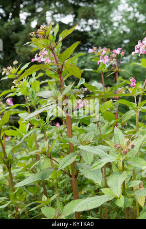 Himalayan Balsam, Impatiens glandulifera, in der Blume an einem Flussufer, North Yorkshire, UK. Eine als Unkraut Stockfoto