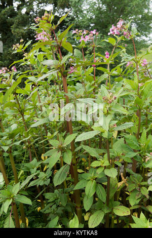 Himalayan Balsam, Impatiens glandulifera, in der Blume an einem Flussufer, North Yorkshire, UK. Eine als Unkraut Stockfoto